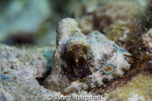 Got extremely lucky today. BRO Blue-Ringed Octopus :-) by Jonny Haugstad 